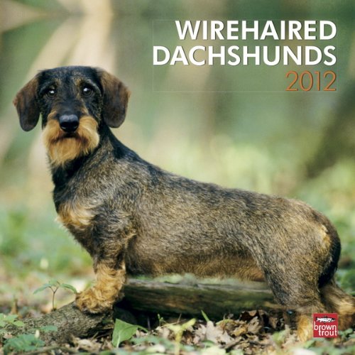 Wirehaired Dachshunds 2012