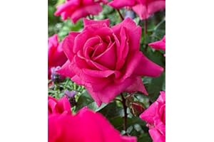 BAKKER Rosa grandiflora 'Criterion'-cad.-Rose