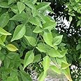 KD_BEL Patra Bilwa Leaf 108 Pieces For Puja, Bel Patra Leaf, Bilva Patra Plant Leaf, Fresh Triplet Leaves For Shiv Puja, Hawan Samagri, Green