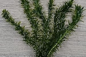 Plante oxygénante Élodée dense pour bassin, également plante aquatique d’aquarium, Par 20 tiges
