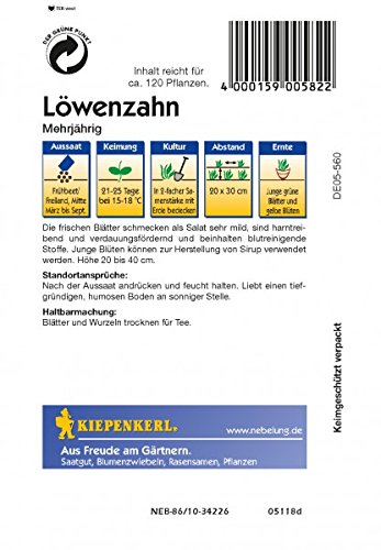 Löwenzahn mehrjährig - 2