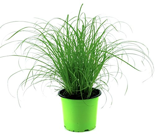 Katzengras Pflanze „Extra weich“+ Dekotopf Grün/weiss mit Wasserspeicher, zur Verdauungsunterstützung ihrer Stubentiger! - 4