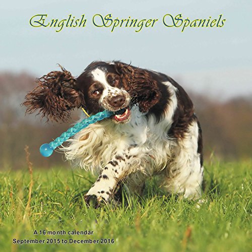 Download English Springer Spaniels Calendario Calendar 2016 Download English Springer Spaniels Calendario Calendar 2016