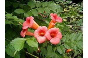GREEN FUTURE PFLANZENHANDEL American Climbing Trumpet Campsis Radicans Plant 5-10 cm Trumpet Flower