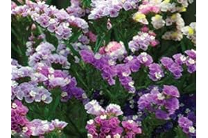 PAGANO DOMENICO E FIGLI SEMENTI DAL 1954 STATICE COLORI PASTELLO NR.100 SEMI