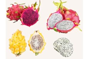 Fresh dragon fruit selection box - white, red and yellow dragon fruit! - Expertly sourced by My Exotic Fruit