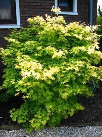 goldoranger japanischer Fächerahorn Acer palmatum Orange Dream 60 - 80 cm hoch im 5 Liter Pflanzcontainer