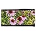 Produktbild Portemonnaie Geldbörse Brieftasche // M00291464 Echinacea Sonnenhut Pink Flower Flora // Large Size Wallet
