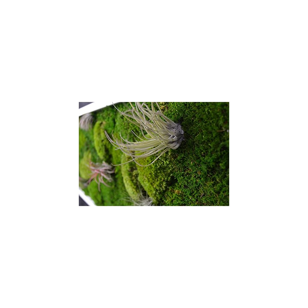 Pflanzenbild kaufen Moosbild mit lebenden Pflanzen Wandbild Moos