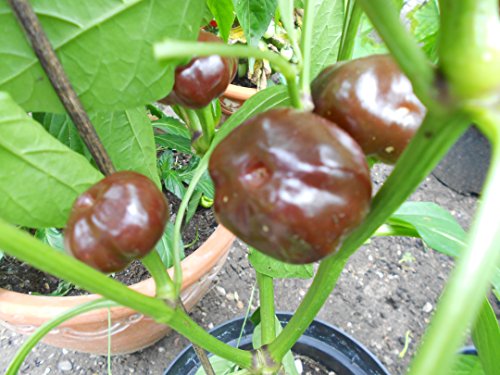 Kirsch Chili Braun ***Choco Cherry*** 10 Samen