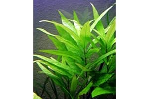Floratica HYGROPHILA Corymbosa - Rooted - Live Aquarium Aquatic Plants Fish Tank (5)