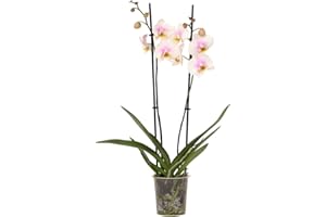 Plant in a Box - Phalaenopsis - Orchidée rose - Plante d'intérieur à fleurs - Aime les chats - Pot 12cm - Hauteur 50-60cm