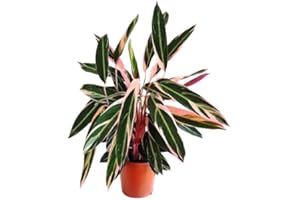 HARRO'S PFLANZENWELT Calathea 'Triostar' - Pfeilwurz - luftreinigende Zimmerpflanze 19 cm Topf, pflegeleicht, Große Pflanze. Für Büros und größere Räume sehr gut geeignet.