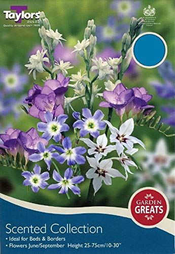 Taylors Scented Collection- 50 Bulbs