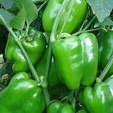 Compre solo de nosotros somos vendedores autorizados de esta marca.