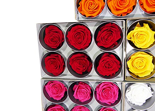 6 Echte, konservierte Rosenköpfe; Farbe rot, dazu 25 gr. Konserviertes Moos