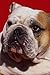 Produktbild 574093 Bulldog Louise A4 Photo Poster Print 10x8