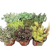 Wunderbare Mischung aus 8 verschiedenen Sedum-Arten