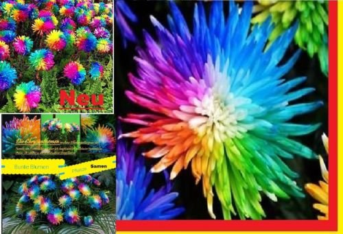 25x Bunte Blumen Samen Regenbogen Saatgut Blumensamen Hingucker Pflanze Blumen Rarität Garten Neuheit #94