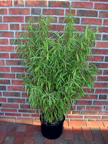 Bambus, Höhe: 170-180 cm, Fargesia Jumbo, winterharte Pflanze für den Garten ! - 2