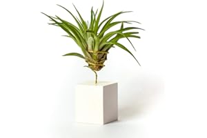 PLANDAIRE Tillandsia Velutina IR Plante sans Terre Vivante - Tillandsias Plantes Vraies - Plantes Interieur Naturelle Tillandsia Vraie Plante Plantes Aériennes (Soutien Inclus)(Blanc)
