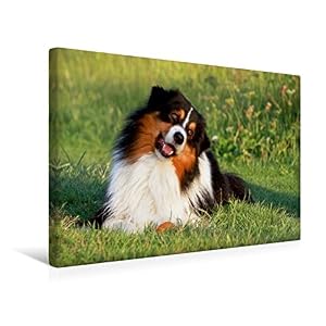Un motif du calendrier, berger australien – Chapeaux chien avec raccord famille 1000 pièces Puzzle Paysage, 45x30 cm