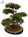 Thefancymart Artificial Bonsai Green Tree plant (size 11.5 inchs/28 cms) in Natural Wood - 1169 RS.495.00