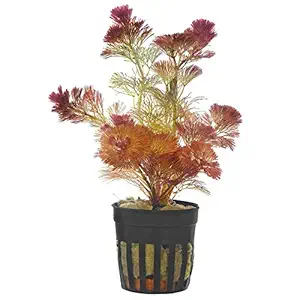 Petzlifeworld Red Cabomba Piauhyensis Live Aquarium Plants (1 Pot)