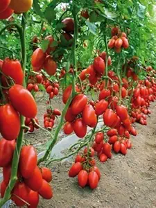 Creative Farmer San Marzano Tomato Heirloom (Pack of 30, 2 Packets)
