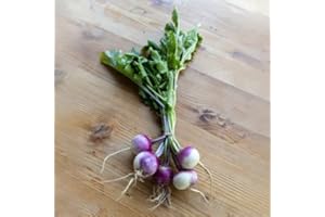 ROOT SOURCE Turnip Plug Plants "Grow Your Own" Vegetables 'Ready to Plant Now' Young Vegetable Plants (3)