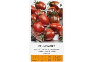 ŽALIA STOTELĖ Zalia stotele | Semillas de TOMATE - CIRUELO NEGRO | Semillas de Hortalizas | Semillas Tomate | semillas de plantas | semillas de jardín | 1 paquete