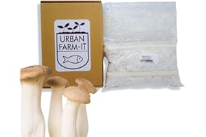 URBAN FARM-IT Urban Farm It - Mushroom Oyster Spawn (King - Pleurotus Ernygii), Easy to Use and Fast Growing (1l)