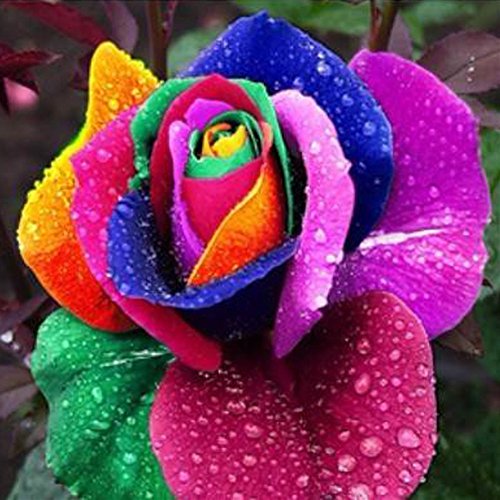 ESHOO 100 Stücke Regenbogen Rosen Samen Haus Garten Bonsai Blumensamen - 3