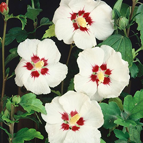 Hibiskus Red Heart zum Stämmchen gezogen rot-weiß blühend, 1 Pflanze - 3