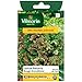 Produktbild Vilmorin - Batavia Salat rot Grenoble