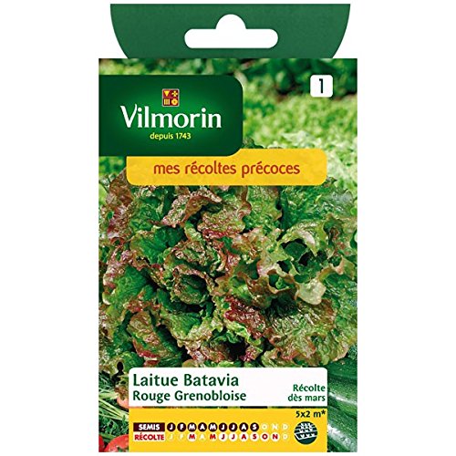 Preisvergleich Produktbild Vilmorin - Batavia Salat rot Grenoble