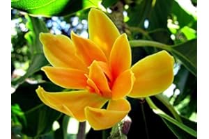 PWS Magnolia champaca - Joy Perfume Tree - 50 Seeds