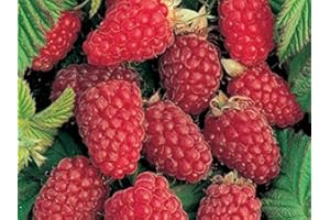 PRGA Lampone Rosso RIFIORENTE 1 PIANTA Piante da FRUTTO