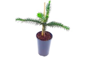 CAMBRIDGE BEE Evergreen - Araucaria araucana Monkey Puzzle Tree - in 14 cm Pot 25-30 cm Height