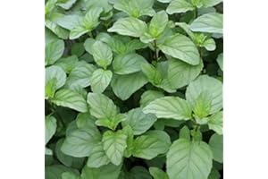 COUNTRY CLIMBERS & GARDEN FAVOURITES Lemon Mint Mentha piperita citrata Aromatic herb Plant Bees Butterflies Ground Cover 9cm Pot