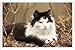 Produktbild Metall Poster Platte Wand-Dekor Blechschild von Cat Grass Leaves Lie Fluffy 56841 20*30cm