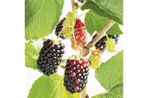 Plant Theory Mojo Berry Matsunaga RHS Chelsea Flower Show Plant of The Year 2017 Fruit Bush Mulberry Dwarf 3L Pot