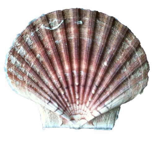 Pilgermuschel ab 8 cm bis ca 18 cm Durchmesser / Pilgerreise / Jakobsweg / Muscheldekoration