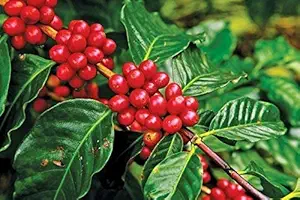 Tends India Rare Exotic Spice Coffee Plant Huge Production Chandragiri Coffee Variety 1 Live Plant With Pot