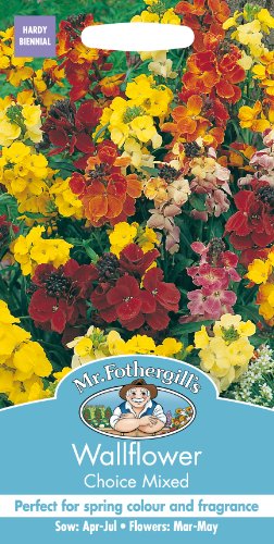 Mr. Fothergill's Choice Mixed Wallflower Seeds, cheerful mix