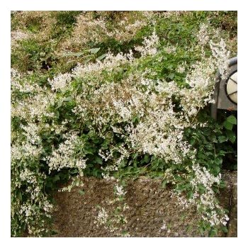 Schling-Knöterich Fallopia Aubertii – Starkwüchsige Kletterpflanze, Weiß Blühend