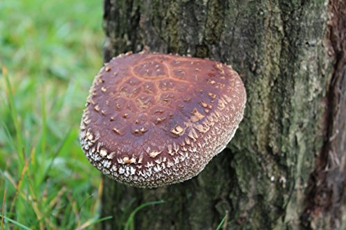 Bio Shiitake Körner Pilzbrut – Pilze selber züchten – Körnerbrut - 2