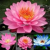 terrario para plantas carnivoras Compre solo de nosotros somos vendedores autorizados de esta marca.