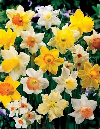 HomeAndGarden.UK Bulk 25kg Bag Mixed Daffodil Spring Flowering Garden Bulbs - Pack of 350 Bulbs Approx - Large 12-14cm diameter Narcissi / Narcissus Spring Bulbs Net