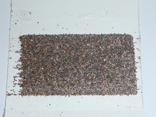 Schlupfwespen gegen Kleidermotten 3000 Stück x 5 Lieferungen - 5